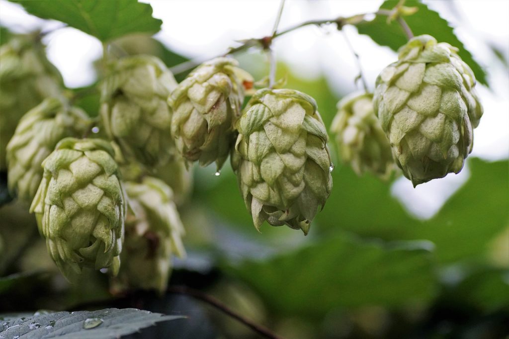 hop pairing and combinations